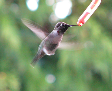 kolibrier, fugle, fodring, spise, flyvende, flyvning, alene