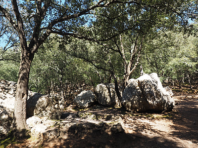 bosque de encino, árboles, roca, piedras calizas, paisaje kárstico, roble de piedra, cuento de hadas