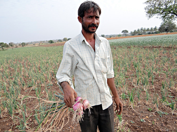 лук, земеделски производител, ферма, поле, изрязване, Индия