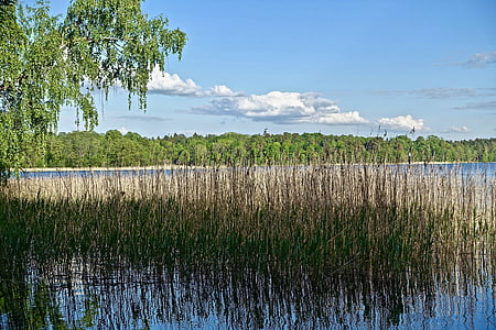 reeds, grass, water, lake, reflection, nature, horizon