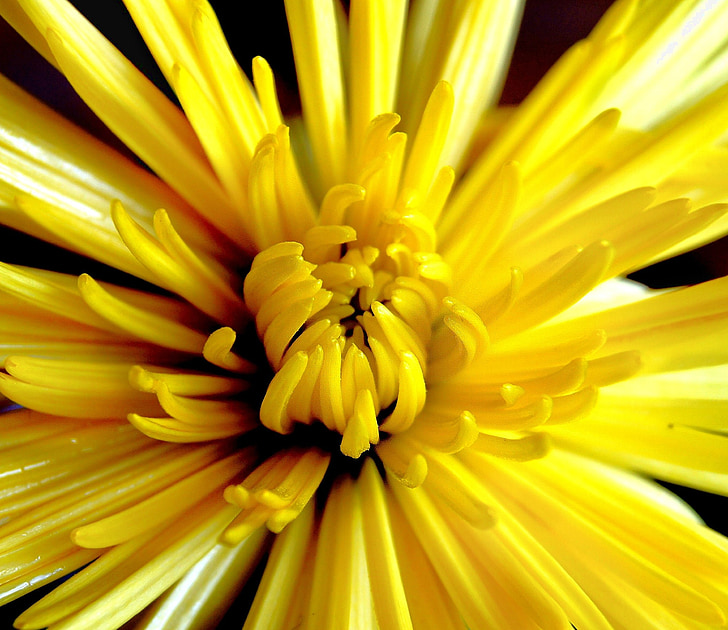 chrysanthemum, yellow, flower, autumn, nature, bright, garden