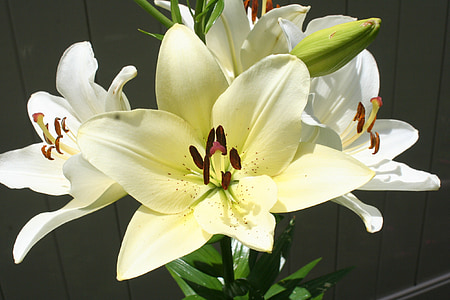 white lily, plant, gardening, white, lily, flower, nature