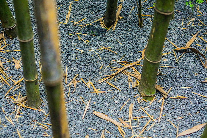bambu, kerikil, pasir dan kerikil, defoliation