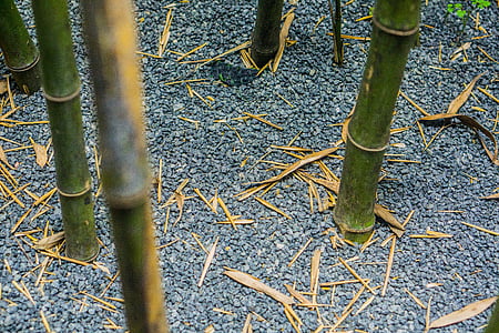 bambú, grava, arena y grava, defoliación