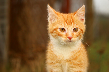 cat, kitten, grass, cat baby, red cat, young cat, red mackerel tabby