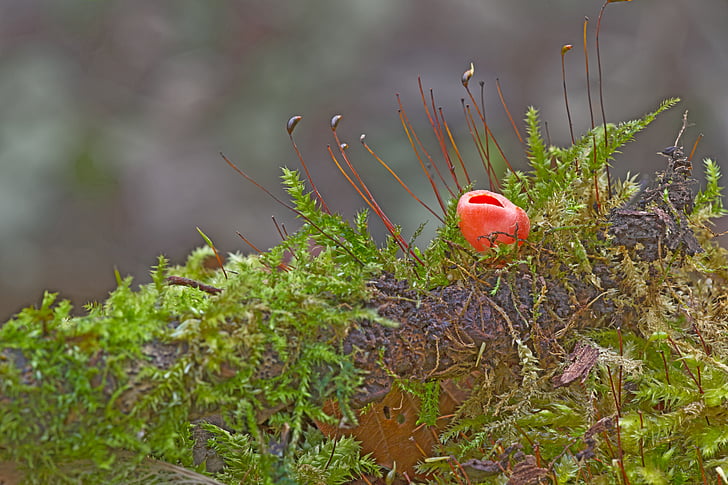 svamp, lycka mugg, Moss, svamp, Mini mushroom, liten svamp, Scarlet blomfoder kopp ling