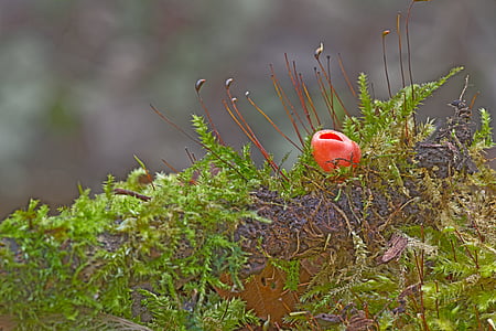 sieni, onnea muki, Moss, sieni, Mini sieni, pieni sieni, Scarlet Verhiö cup ling