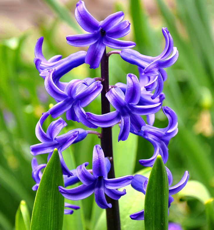 hyacinth, blomst, forår