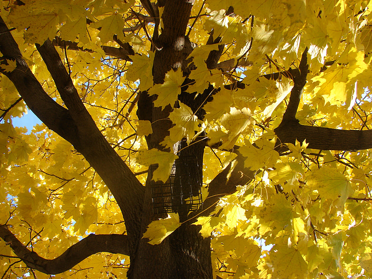 arbre d'auró, tardor, tardor, fulles, color, temporada, groc