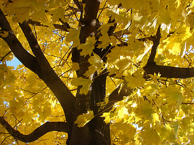 ahorn træ, falder, efterår, blade, farve, sæson, gul