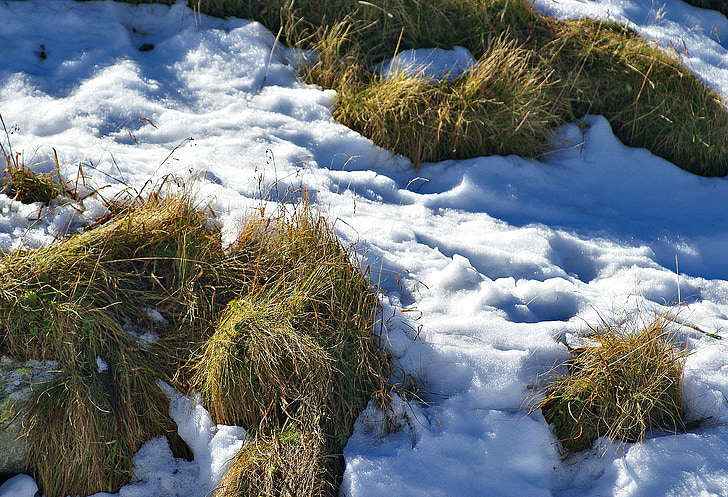 zāle, izkaltušu zāli, sniega, pirmais sniegs, rudens, gada sezonu, cikli