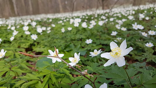 wood anemone, forest, spring, blossom, bloom, nature, wild flower