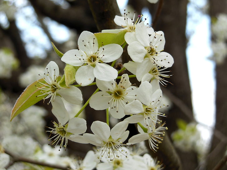 bradford pear, tree, flower, bloom, blossom, nature, plant
