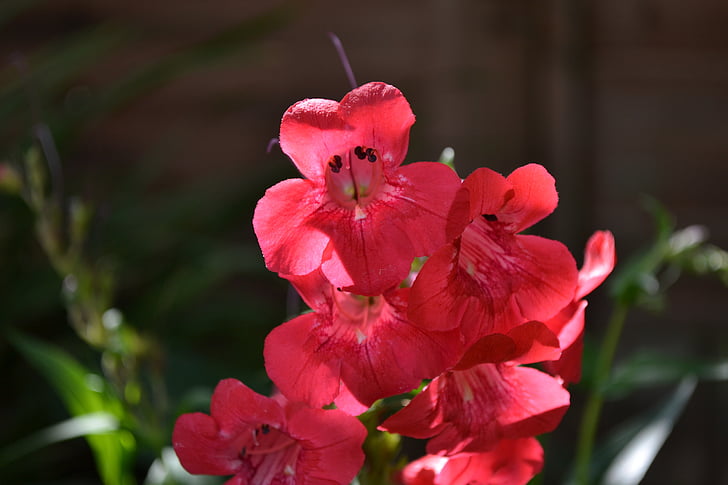 penstemon, red, trumpet, plant, plantain family, garden, close-up