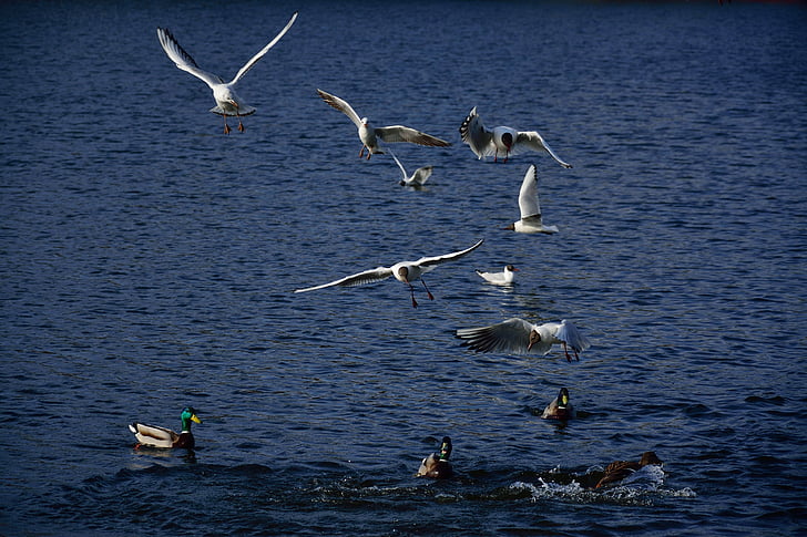 seagulls, vịt, chim, chuyến bay, Thiên nhiên, đôi cánh, động vật