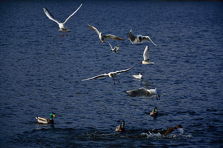 the seagulls, ducks, birds, flight, nature, wings, animals