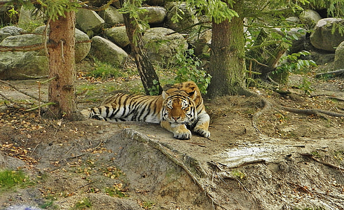 tigras, gyvūnų aptvarai, pavargę, susirūpinimą, zoologijos sodas, Eberswalde, Brandenburgo