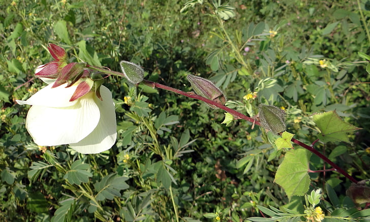 Wild ladyfinger, Abelmoschus manihot, blomst, pods, vegetabilsk, Karnataka, vestlige fjellkjeder