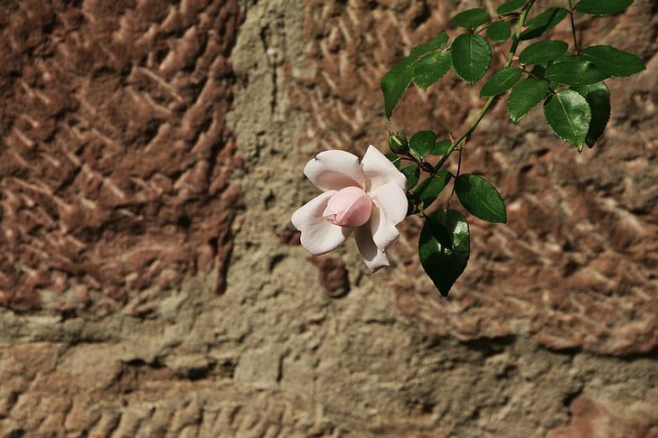 ruža, roza, zid, pojedinačno, ružičaste ruže, romantična, djelomični prikaz