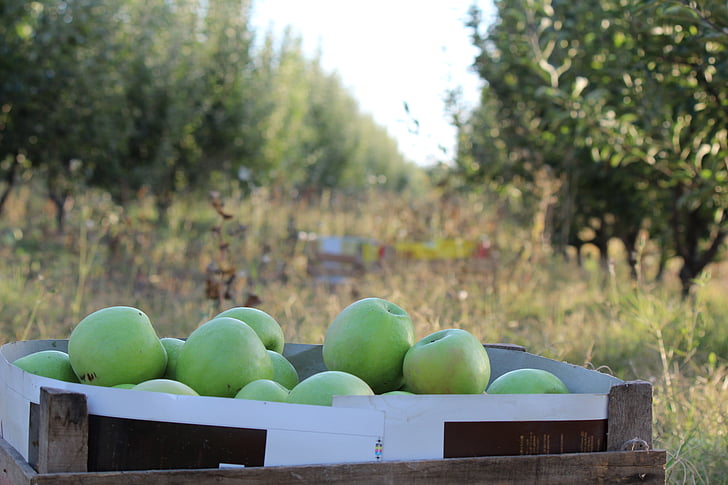 úroda, Apple, zelené jablko