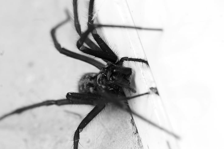 spider, animal, nature