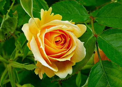 цветок, Роза, желтый, оранжевый, Природа, Сад, Блум