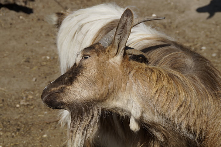 goat, scratch, horns, fur, scratching themselves