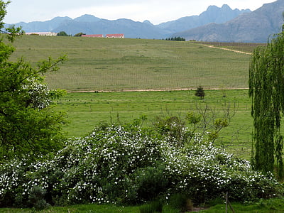 Južna Afrika, vrtna staza, krajolik, vinograd, planine, grm