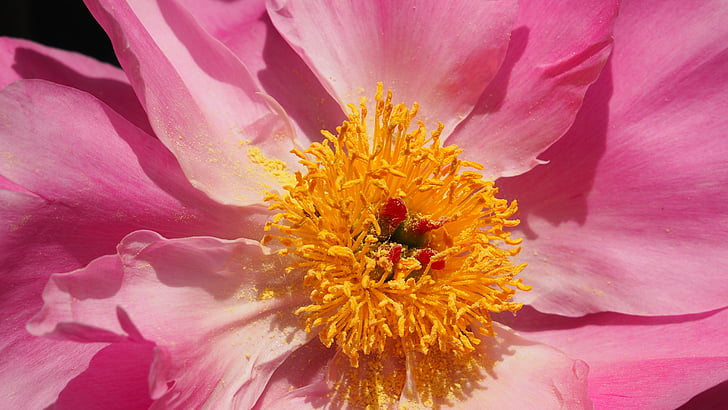 flor rosa, pelut, macro, primavera, Rosa, planta, natura