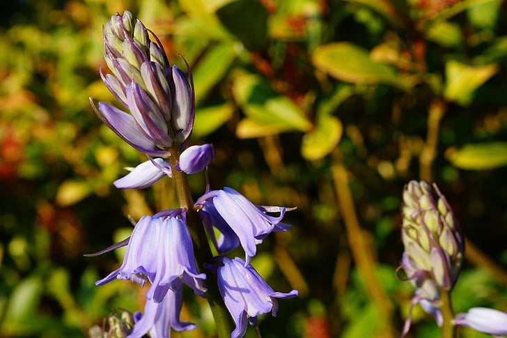 無料写真 花 紫色の花 春 春の花 閉じる 自然 工場 Hippopx