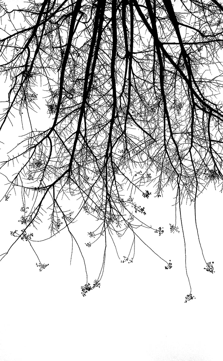 drevo, črno-belo, obris, podružnica, golo drevo, pozimi, narave