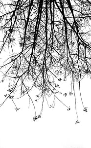 koks, melnbalts, siluets, filiāle, kailo koku, ziemas, daba