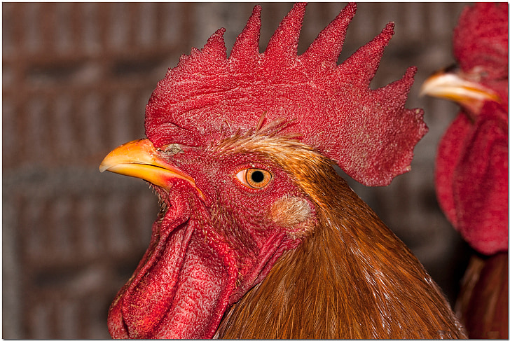gallo, ave, red, feathers, animal, farm, domestic fowl