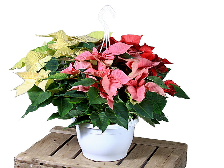 Αλεξανδρινό, κόκκινο, λευκό, λουλούδι, Χριστούγεννα, Φανάρι φυτών