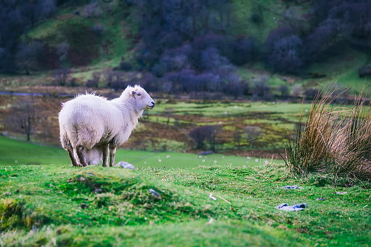 moutons, animal, bétail, agneau, Meadow, domaine, paysage