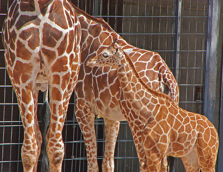 girafes, Wilhelma, Stuttgart, Allemagne, nature, animal