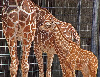 girafes, Wilhelma, Stuttgart, Alemanya, natura, animal