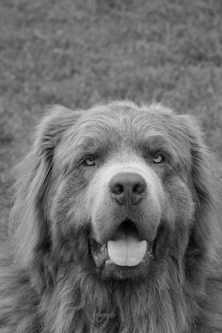 hund, Hundarnas, Newfoundland, grå, porträtt, stora, tittar just nu
