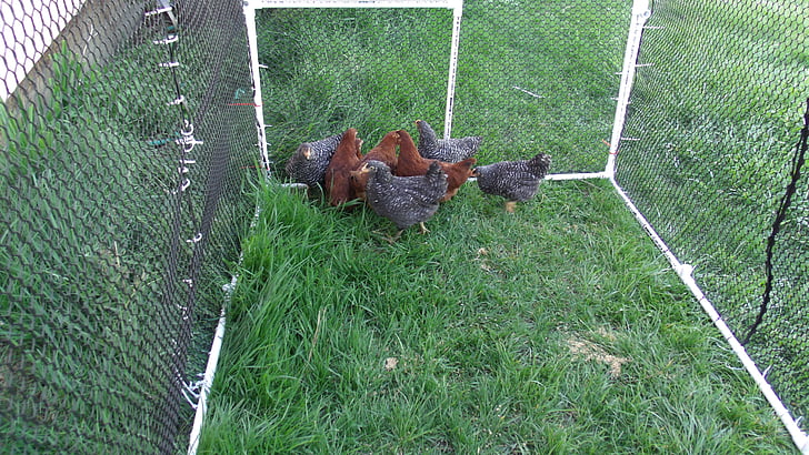 chicken, chicken coop, poultry, coop, bird, hen, animals