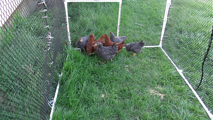 pollo, tonel de pollo, aves de corral, Coop, pájaro, gallina, animales