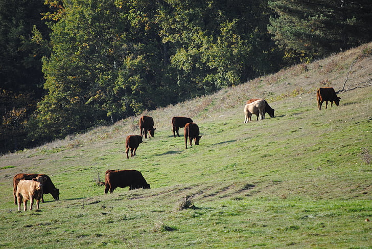 cattle, meadows, pasture
