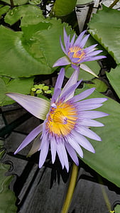waterlily, ungu, air bunga, Flora, air, tanaman, bunga