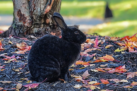 tavşan, Bunny, tavşan, yaban hayatı, doğa, şirin, kürklü