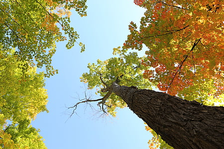 низкая, угол, фотография, деревья, дневное время, листья, Осень