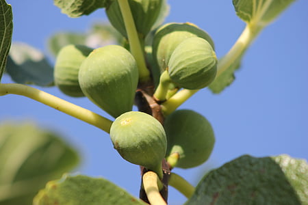 figs, fruits, fruit, fig tree, food, eat, real coward