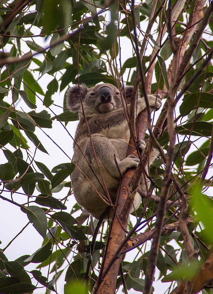 Koala, somainais, pelēka, pūkains, savvaļā, koks, Gum tree