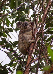 Koala, marsupial, gris, furry, sauvage, arbre, gommier
