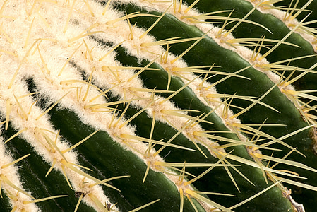 agujas, cactus, planta, Botánica, Closeup, naturaleza, Botánico