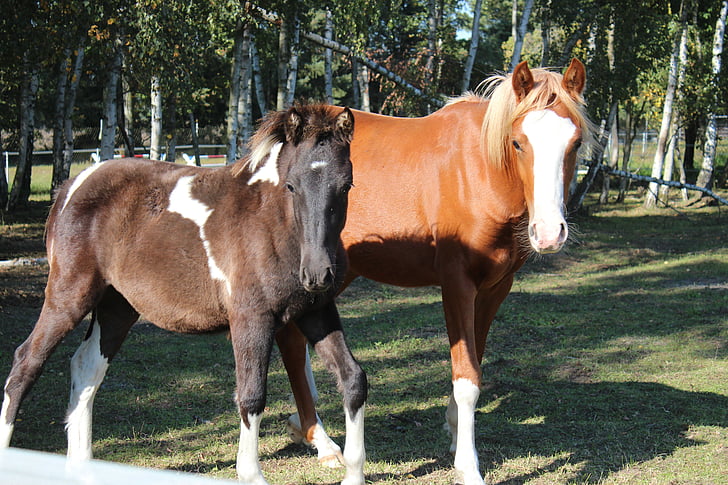 horse, german reitponny, pony, foal, blaze, stallion, brown