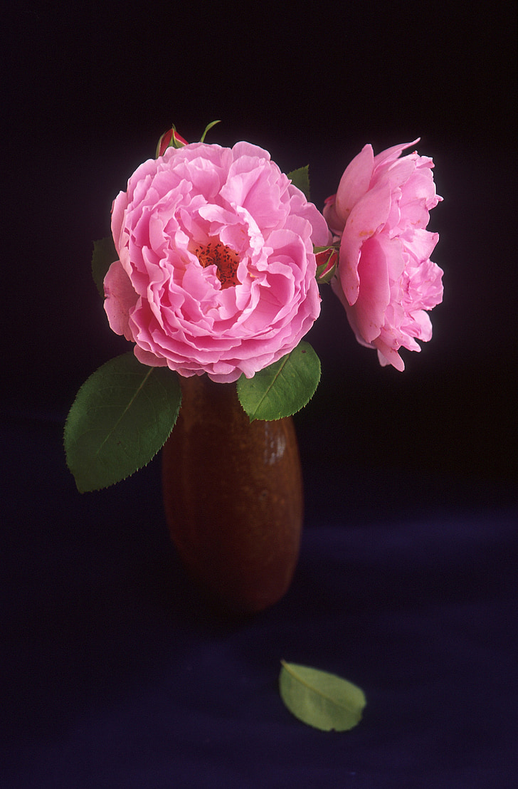 Троянда, рожевий, Сара Ван Фліт, квітка, Романтика, Кохання, символ